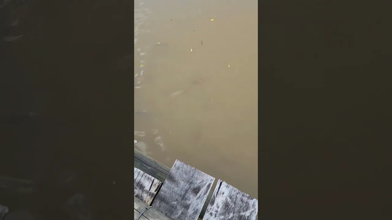 Olha os peixões do parque Birigui #shorts