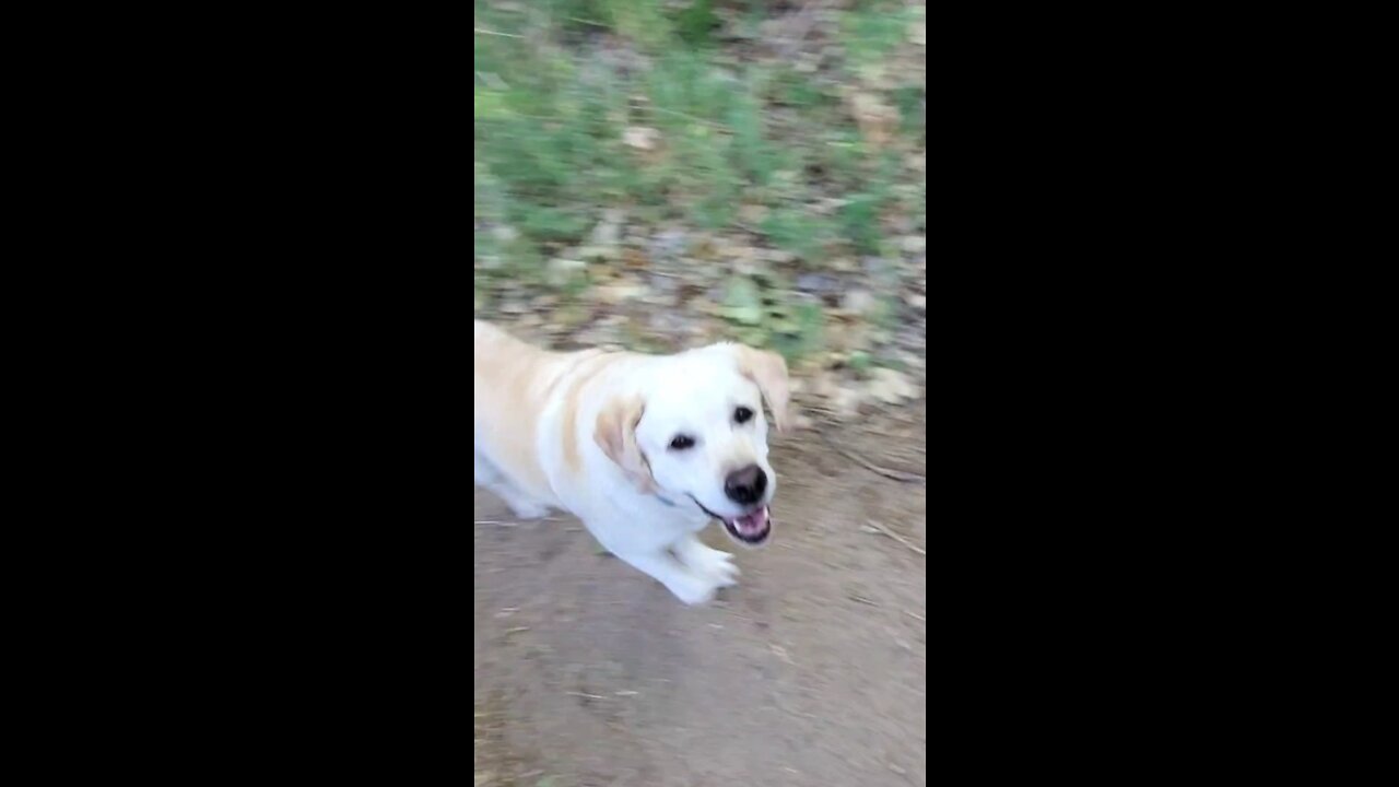 "Feelin' Groovy" a Summer walk with Chamois our new Yellow Lab after RILEY