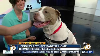 Pet of the Week: Cream