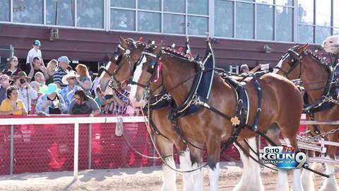 Clydesdales celebrate Rillito Park Race Track's 75th Diamond Jubilee