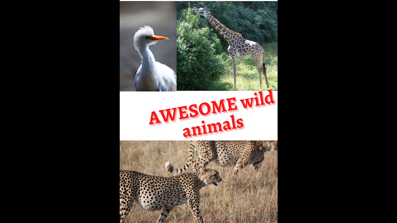 Amazing Wildlife, so inspiring