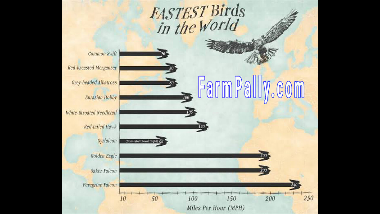 Top 10 Fastest #flying #birds - FarmPally