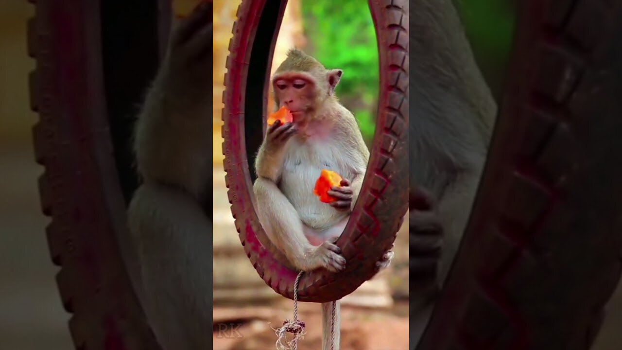 Amazing video of a funny monkey