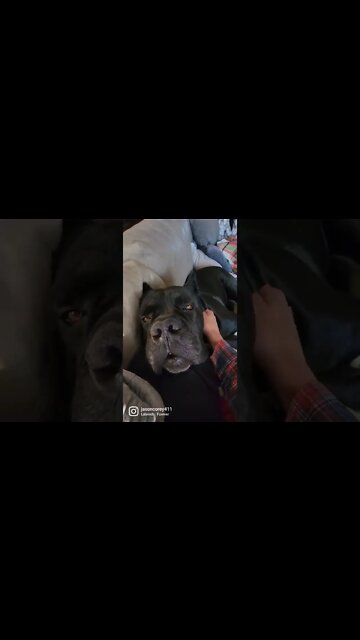 Cane Corso HATES mornings #shorts #funnydogs #viral