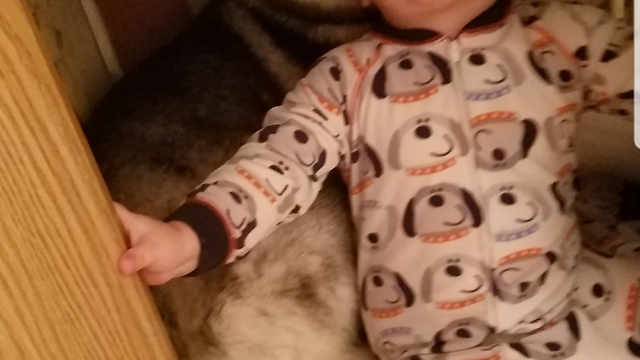 So cute! Siberian Husky and 2yr old partners in crime hiding and playing in a cabinet together