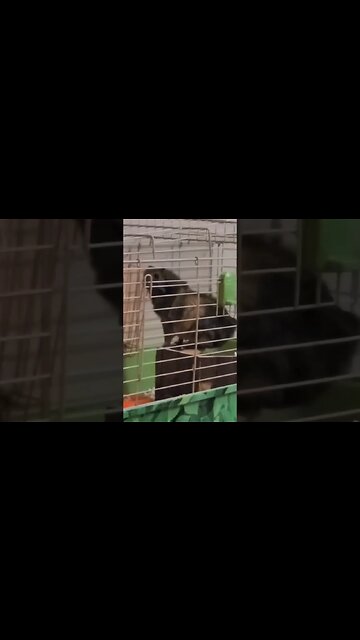 Latte on her house #guineapig #cute