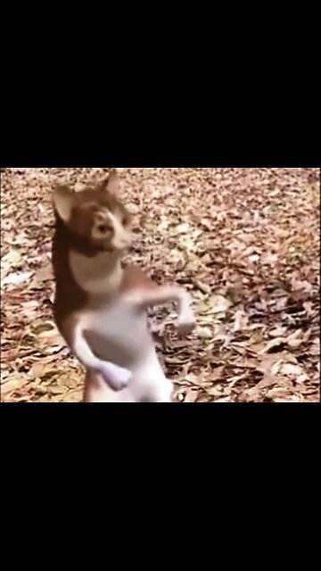 A Unique Dance (Jingle Bells, Jingle Bells...)