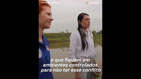 Assim é o futuro lar dos hipopótamos de Pablo Escobar