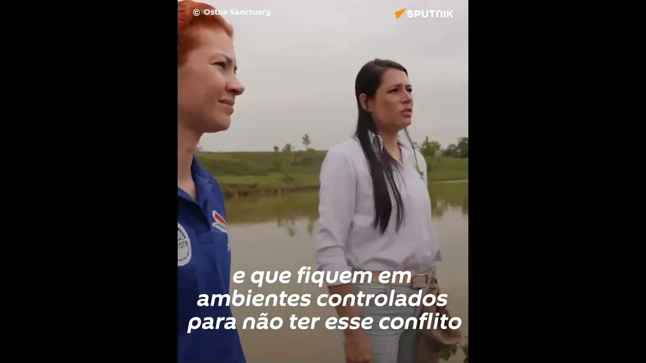 Assim é o futuro lar dos hipopótamos de Pablo Escobar