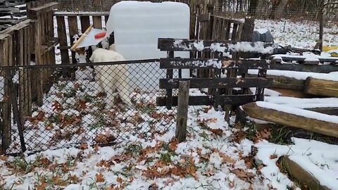 Keeping goats out of your livestock guardian dogs food. Built from scrap around the homestead.