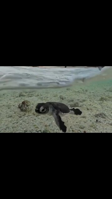 Life has just begun for these little guys.