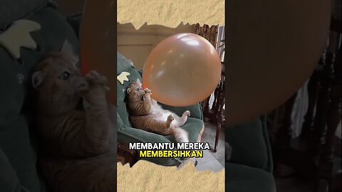 🐱 "Fakta Menarik Tentang Kucing yang Mungkin Belum Kamu Tahu!" 🐾