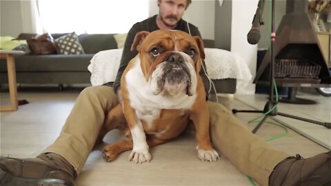Funny Bulldog Sounds