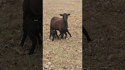 New Babies on the Farm @UncleTimsFarm #kärnəvór