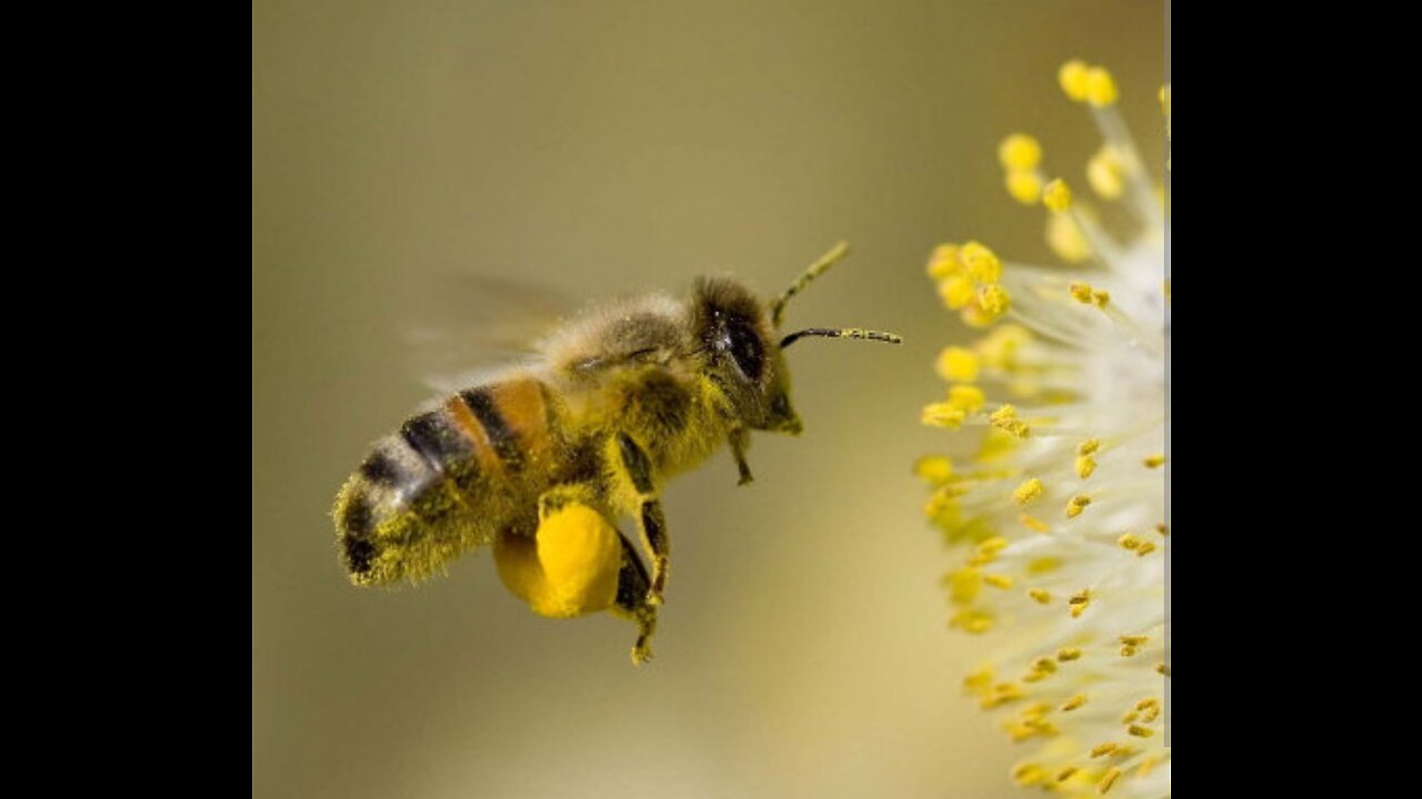 Bees while eating meat.