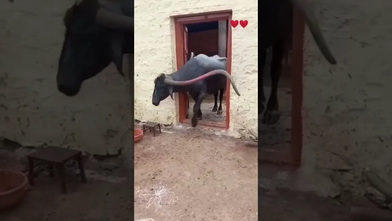 😱😱#shorts #shortsfeed