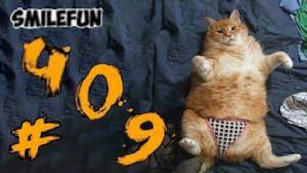 funny videos with cats)))