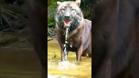Scary Wolf #shorts #shortsfeed #shortsvideo #scarywolf #viral