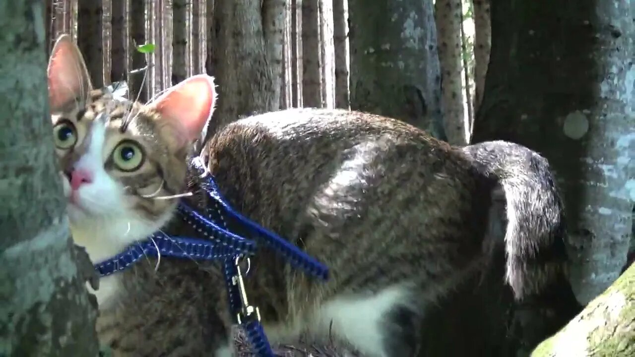 The Cat that Stalks Tourists