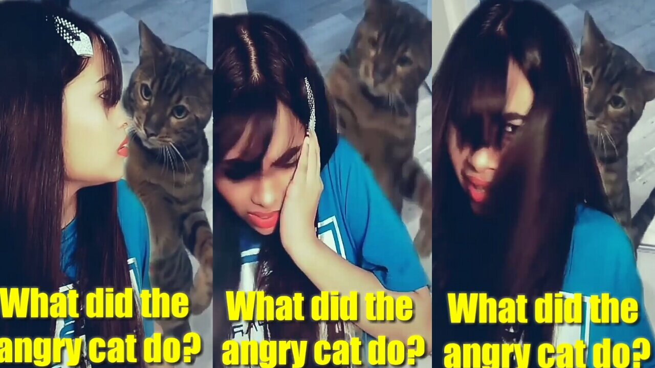 What Did The Angry Cat Do?