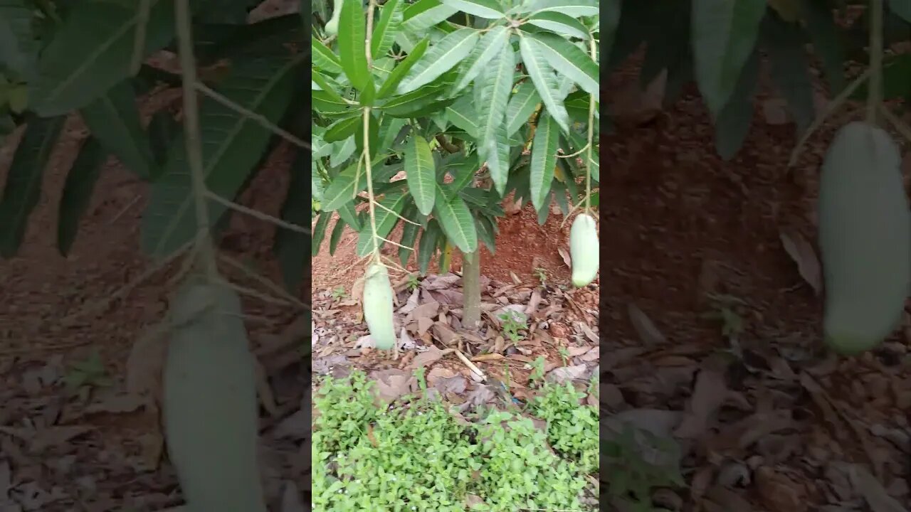 three-year-old mango tree with fruit