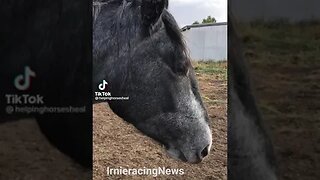 REAL CDN COWBOY -Rescued Horse