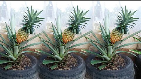 how to grow pineapples at hom