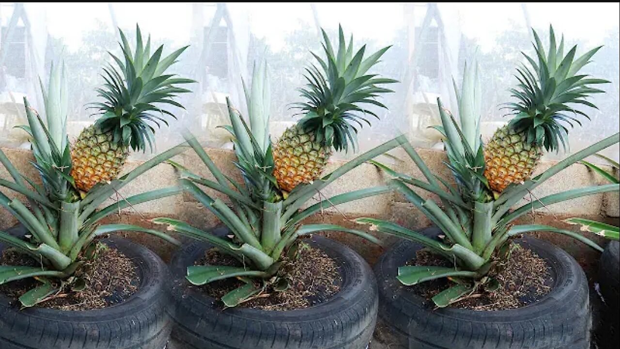 how to grow pineapples at hom