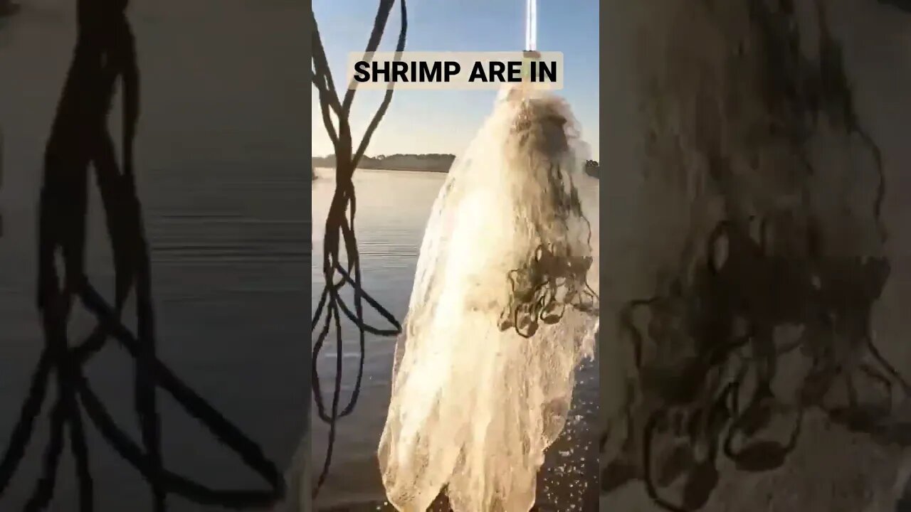 The Shrimp are In!