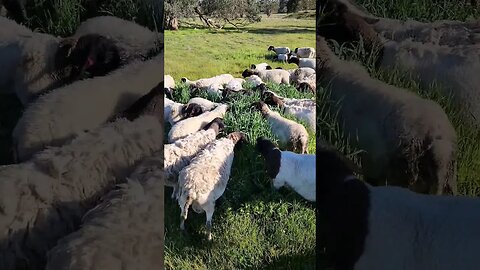 Dorper Flock Let Into A Fresh Paddock