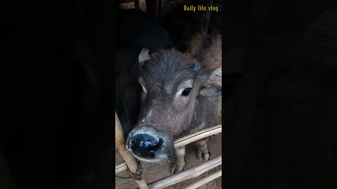 cute baby buffalo