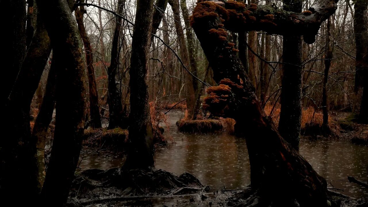 Fast rain hitting the muddy water of a swampy forest.