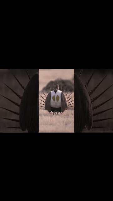 Sage Grouse bird, famous for its amazing courtship displays
