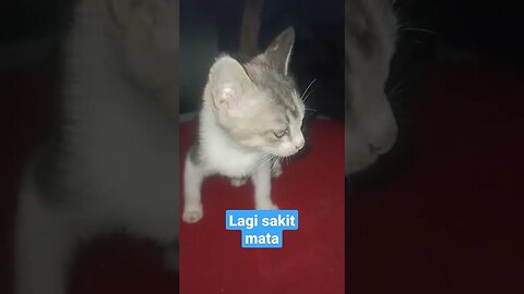 Anak kucing 3 warna lagi sakit mata #short #kucinglucu #kucingimut