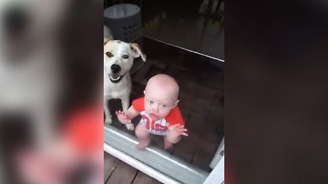 12 Hilarious Babies Kissing Windows