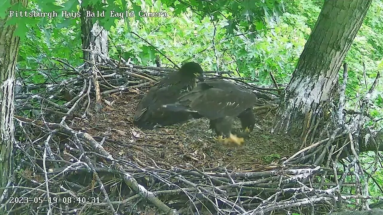 Hays Eagles H20 Stick Weight Exercises 5.19.23 8:39am