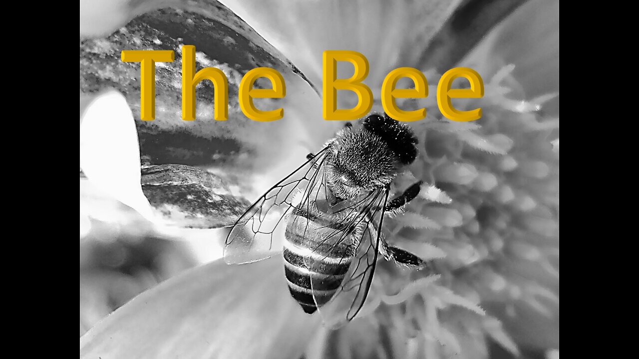 The Bees