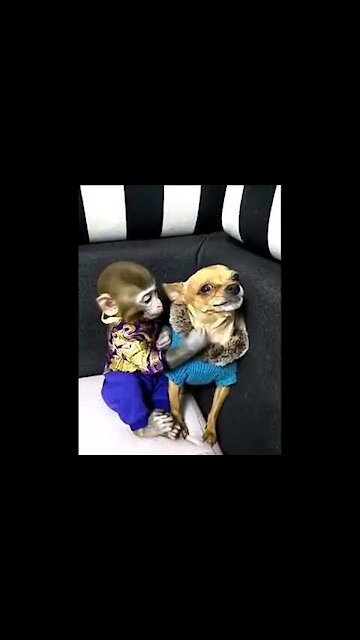 Amizade de cachorro com macaco