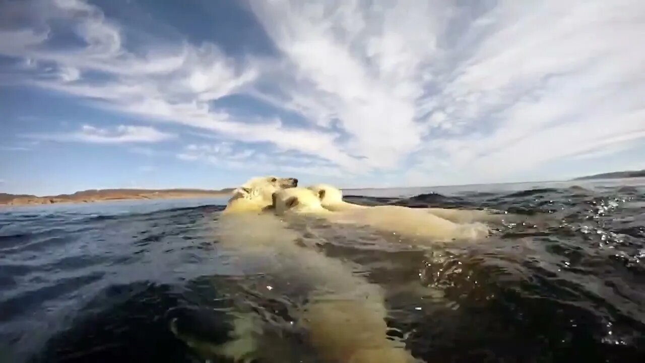 GoPro: Top 10 Underwater Moments