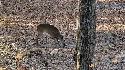 4K Doe eating corn