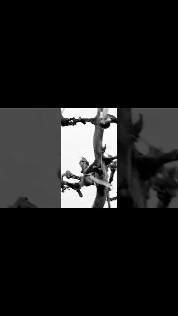 queen 👑 #youtubeshorts #shorts #youtube #shortvideo #shortyoutube