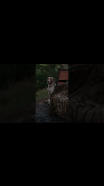 Dog looks worried about his humans partying