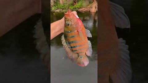 Personal best cichlid!