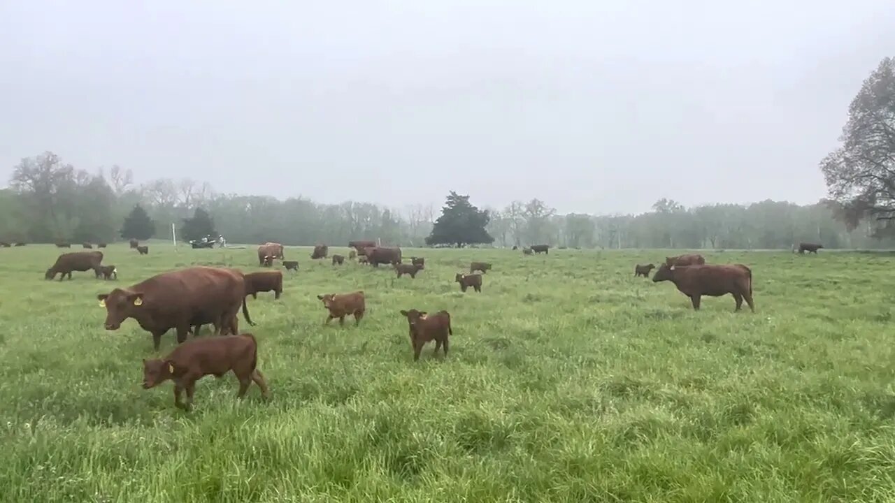 Cows calving on spring grass in warm weather is hard to beat.