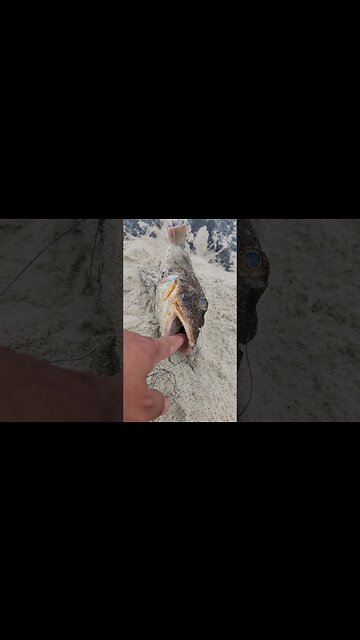 This Sea Robin Messed me UP!!!!!!