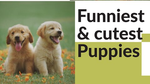 Cute and funny puppies