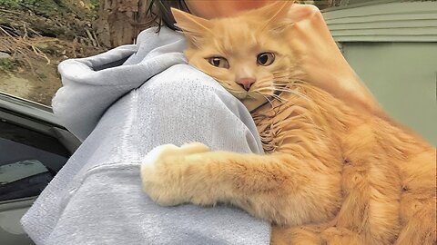 Cuddly Cat Can't Stop Giving Their Hooman Hugs And Kisses!