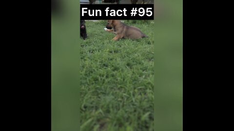 Did you know this about puppies?