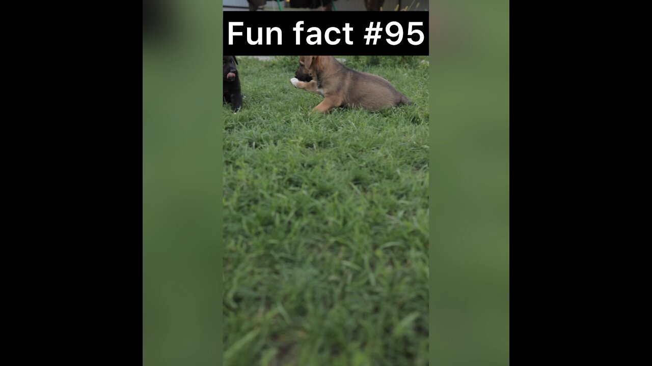 Did you know this about puppies?
