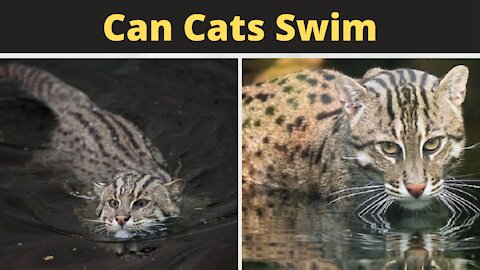 Can Cats Swim | Cat Swimming In The Pool | Cat Fish